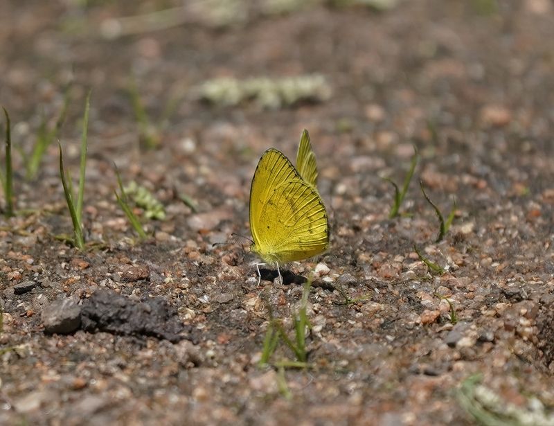 Grasveldgeletjie / Broad-bordered Grass Yellow