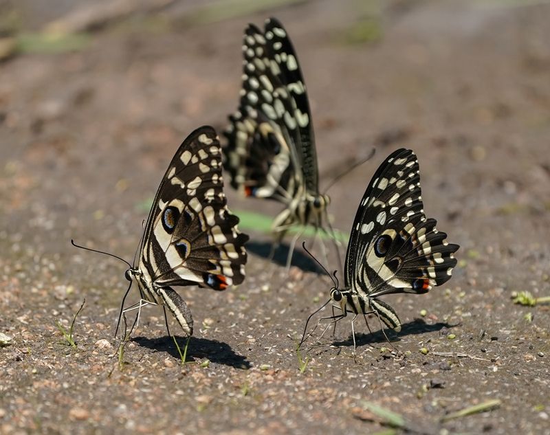 Lemoenskoenlapper / Citrus Swallowtail