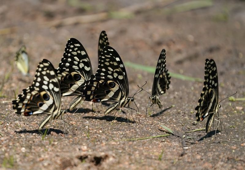 Lemoenskoenlapper / Citrus Swallowtail