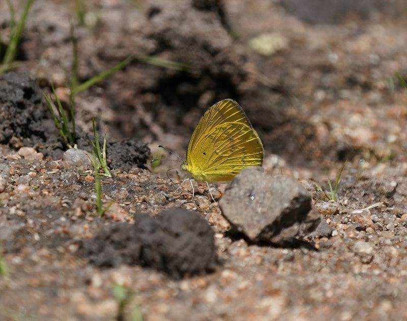 Grasveldgeletjie / Broad-bordered Grass Yellow