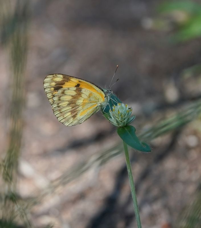 Bontarabier / Southern Veined Arab
