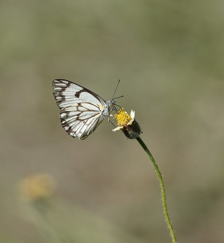 Witgatwitjie / Pioneer Caper White