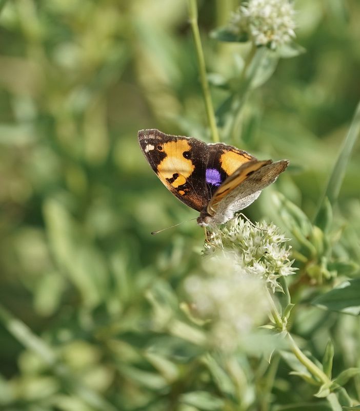 Geel Gesiggie / African Yellow Pansy