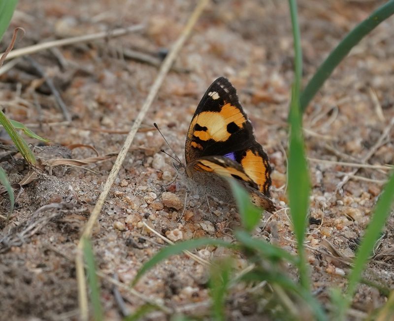 Geel Gesiggie / African Yellow Pansy