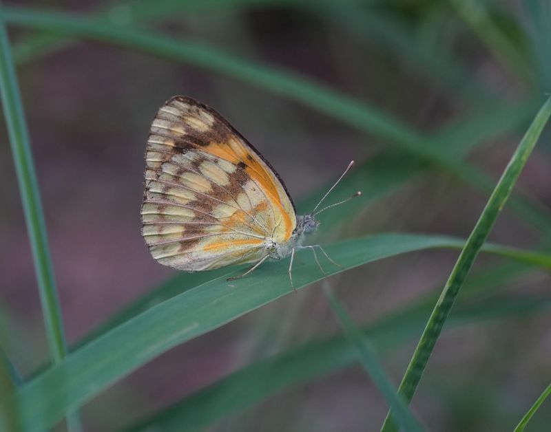 Bontarabier / Southern Veined Arab