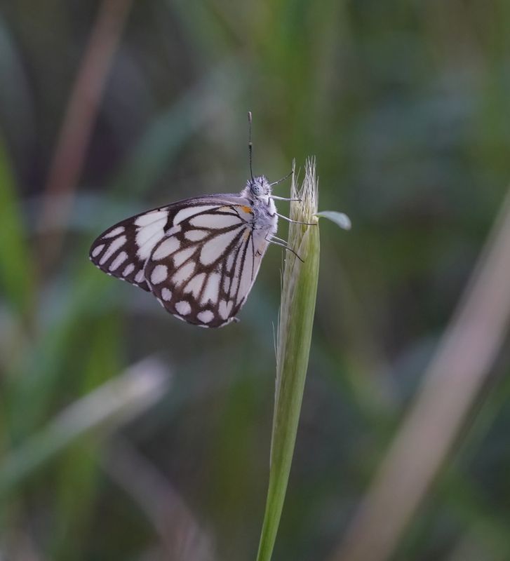 Witgatwitjie / Pioneer Caper White
