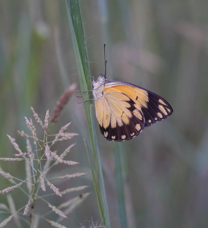 Afrikaanse Gewone Witjie / Southern African Caper White