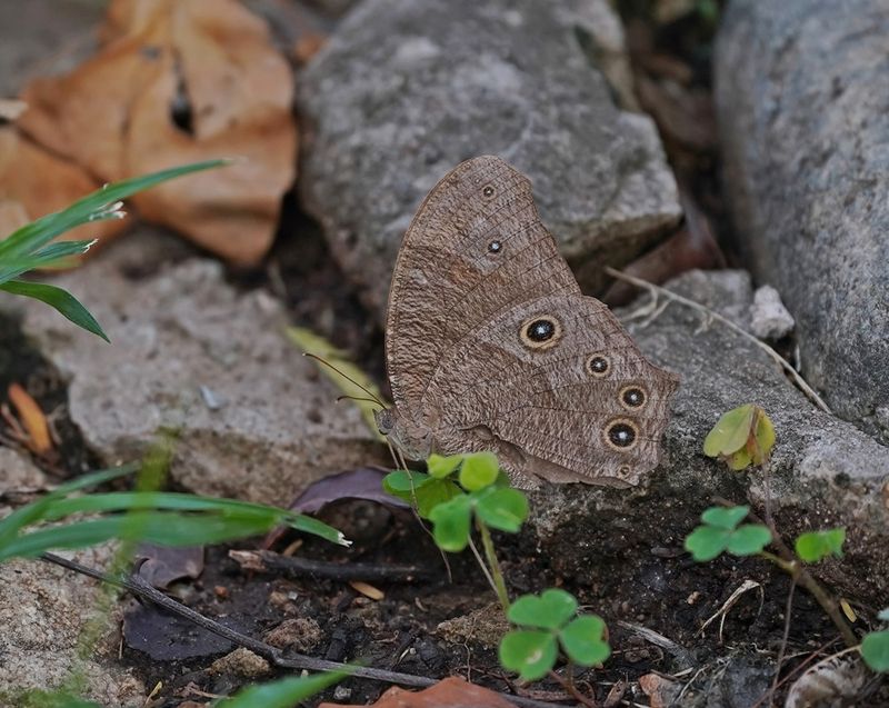 Skemerbruintjie / Common Evening Brown
