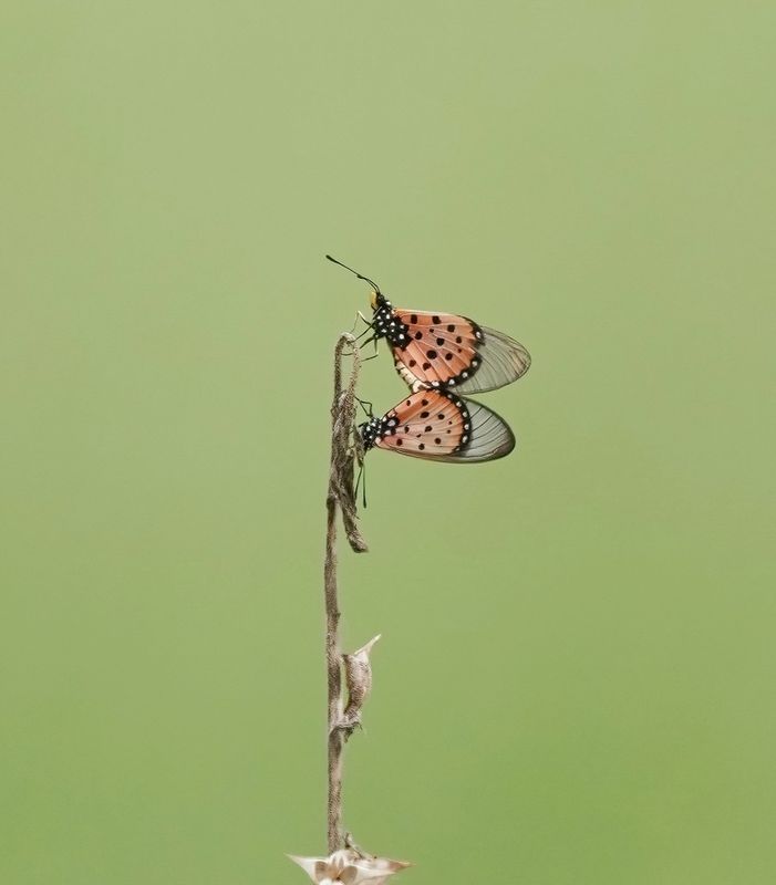Dwaalesel Rooitjie / Wandering Donkey Acraea