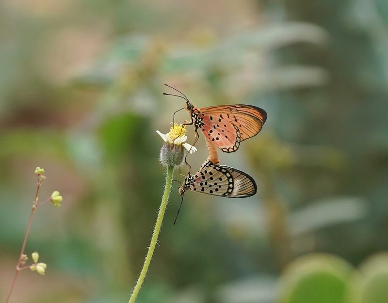 Rooibokkie Rooitjie / Window Acraea
