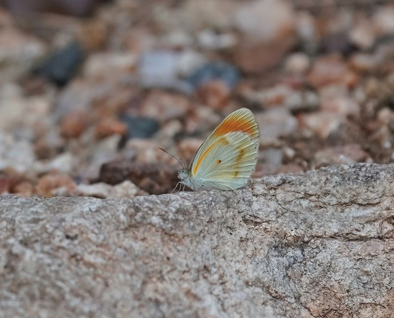 Klein Oranjepuntjie / African Small Orange Tip