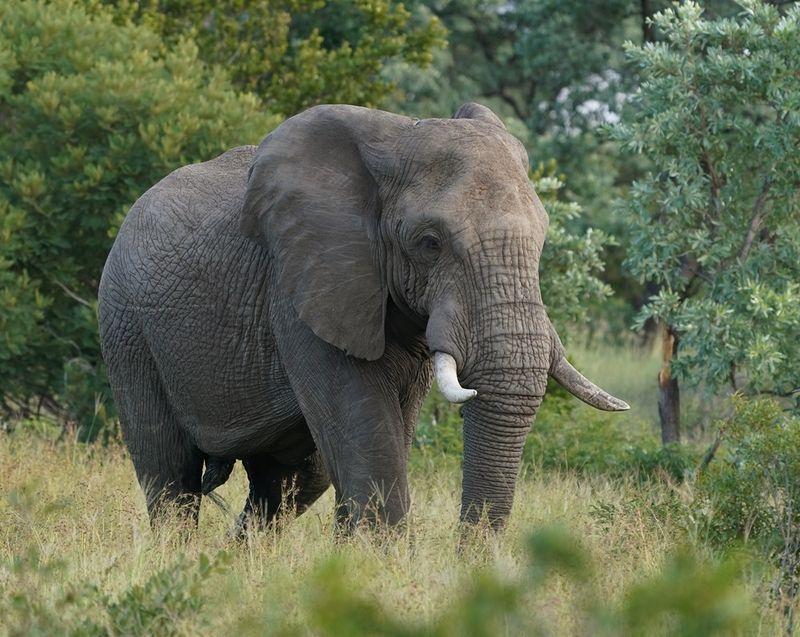 Savanne-olifant / African Elephant