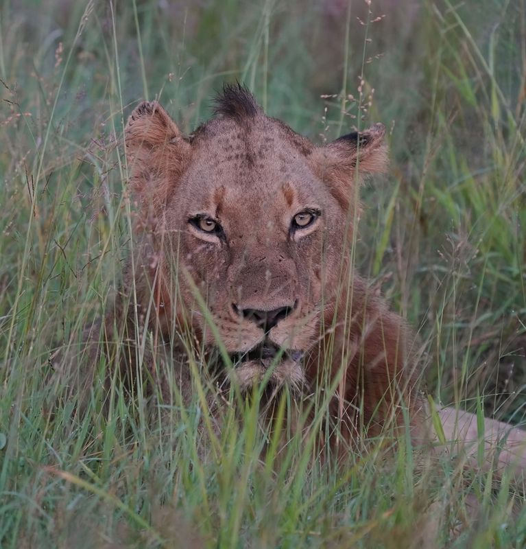 Leeu / Lion