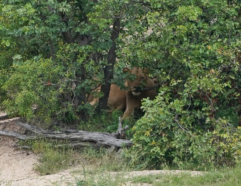 Leeu / Lion