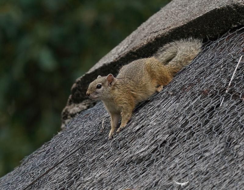 Boomeekhoring / Tree Squirrel