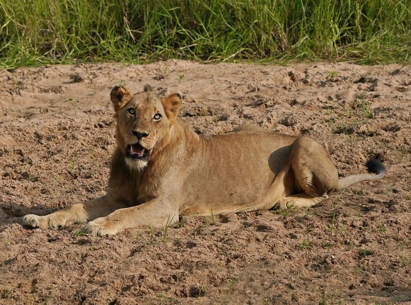 Leeu / Lion