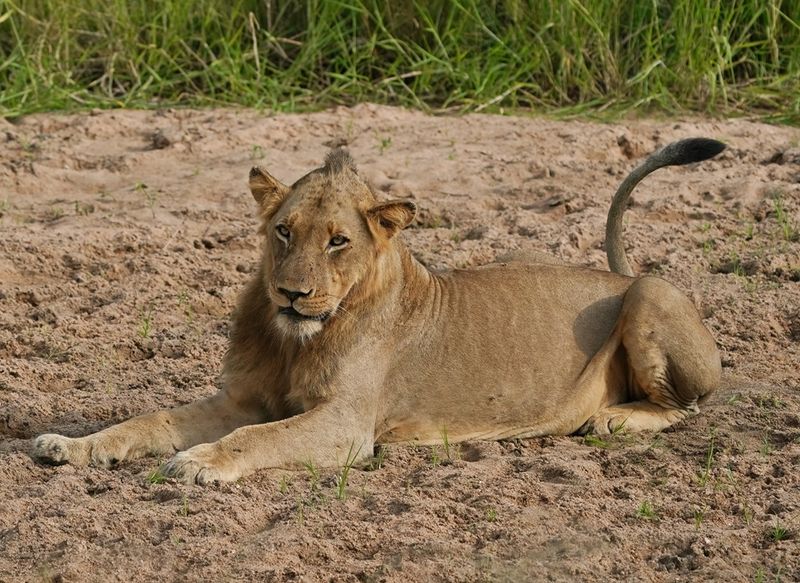 Leeu / Lion
