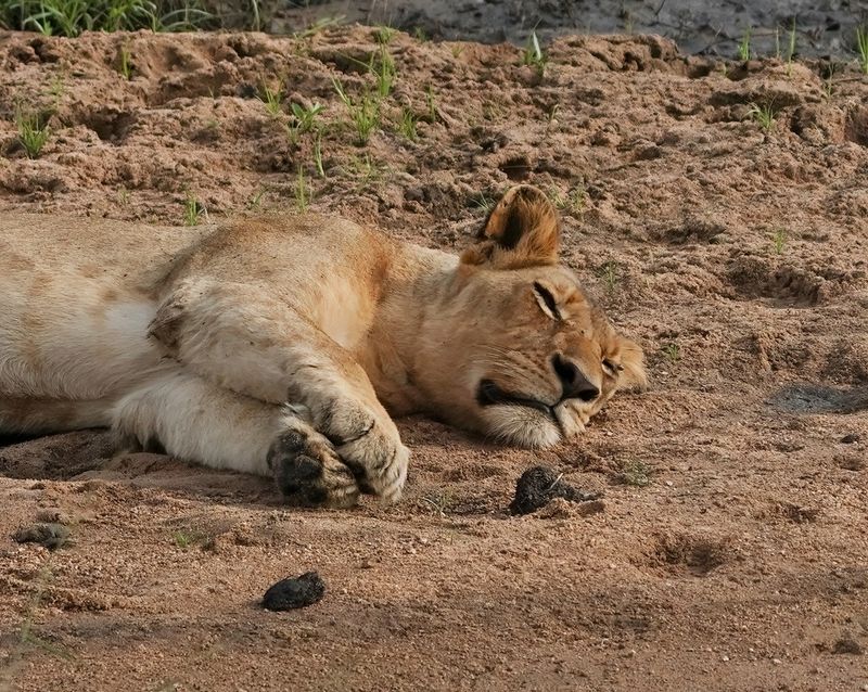 Leeu / Lion
