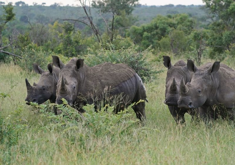 Witrenoster / White Rhino