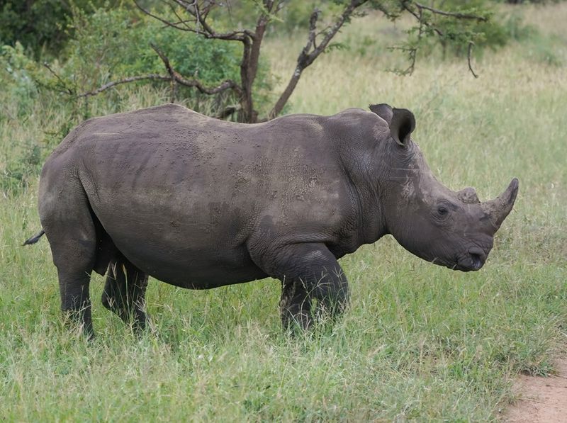 Witrenoster / White Rhino
