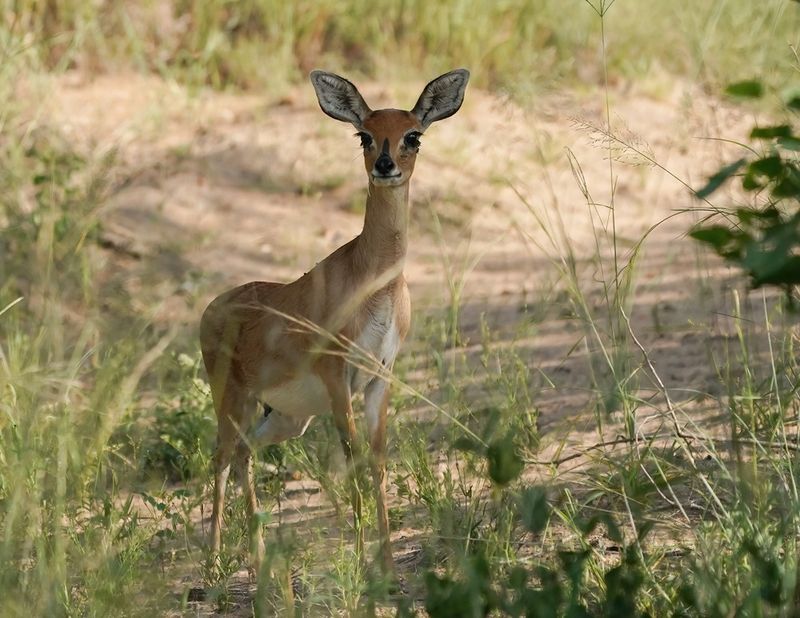 Steenbok