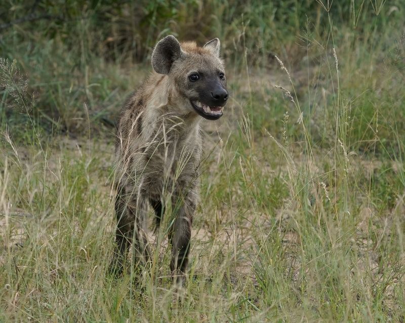 Gevlekte Hiëna / Spotted Hyena