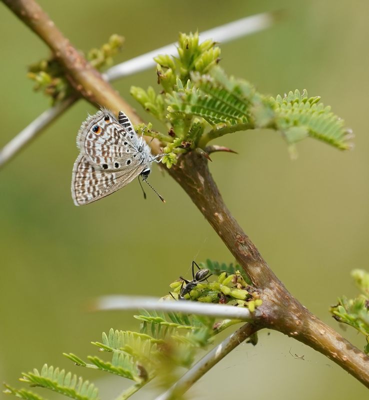 Swartstreep Kortstertjie / Black-striped Ciliate Blue