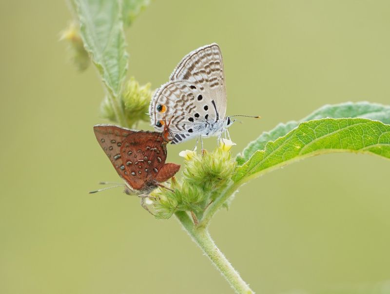 Ralie Rooivlerkie & Swartstreep Kortstertjie / Eastern Scarlet & Black-striped Ciliate Blue