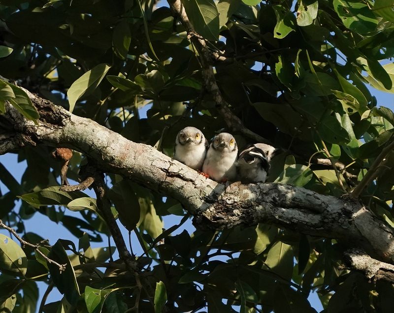Withelmlaksman / White-crested Helmetshrike