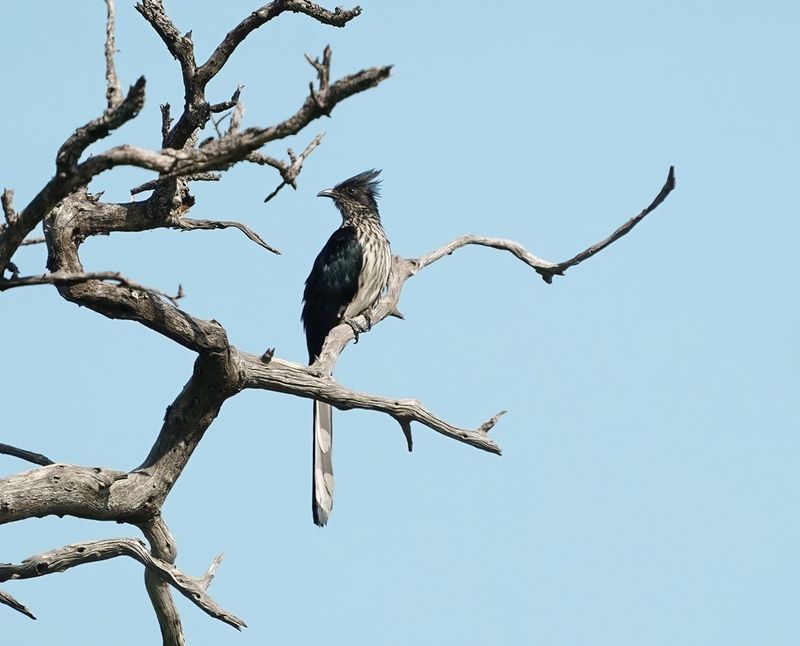 Gestreepte Nuwejaarsvoël / Levaillants Cuckoo