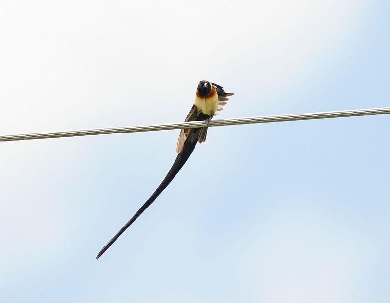 Gewone Paradysvink / Long-tailed Paradise Whydah