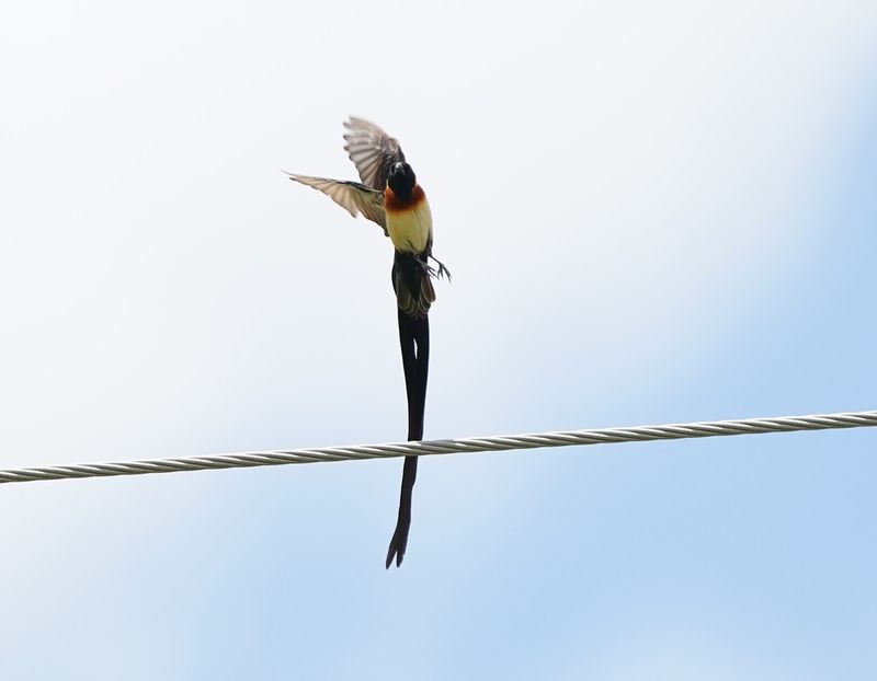 Gewone Paradysvink / Long-tailed Paradise Whydah