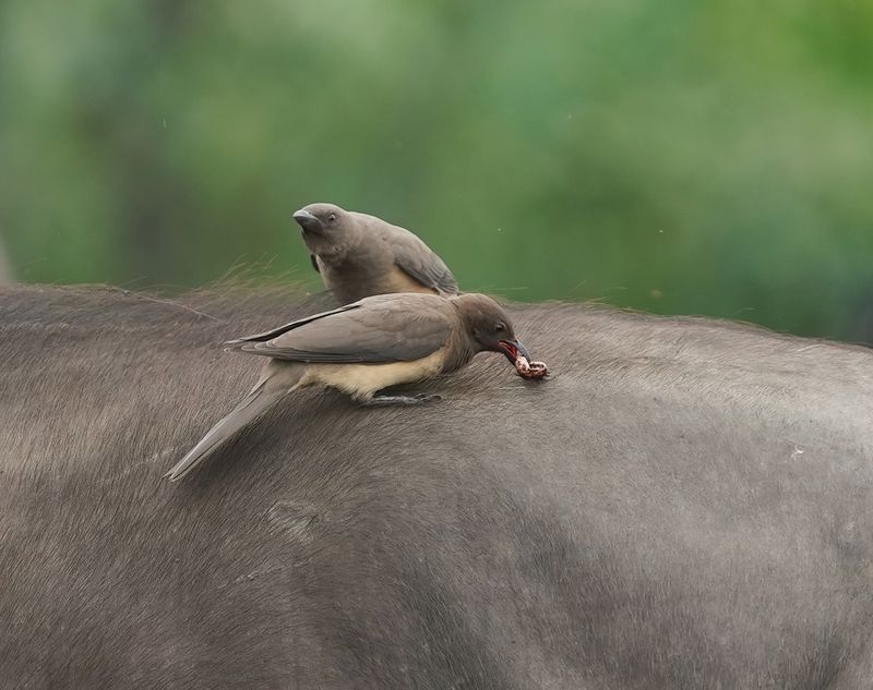 Rooibekrenostervoël / Red-billed Oxpecker