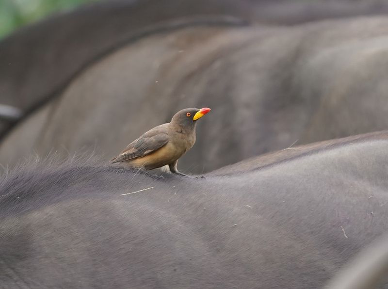 Geelbekrenostervoël / Yellow-billed Oxpecker