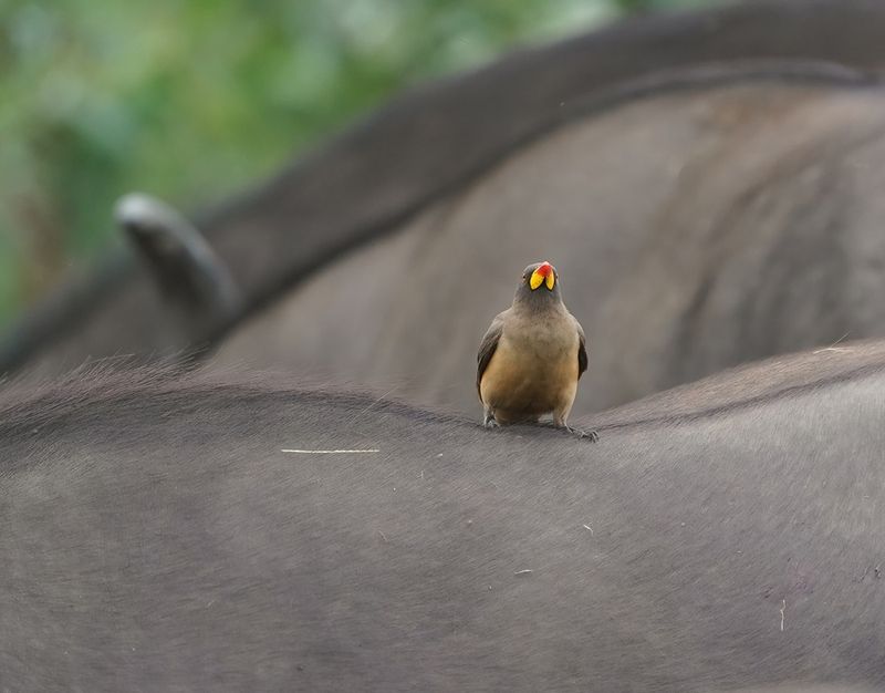 Geelbekrenostervoël / Yellow-billed Oxpecker