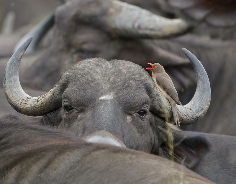 Rooibekrenostervoël / Red-billed Oxpecker
