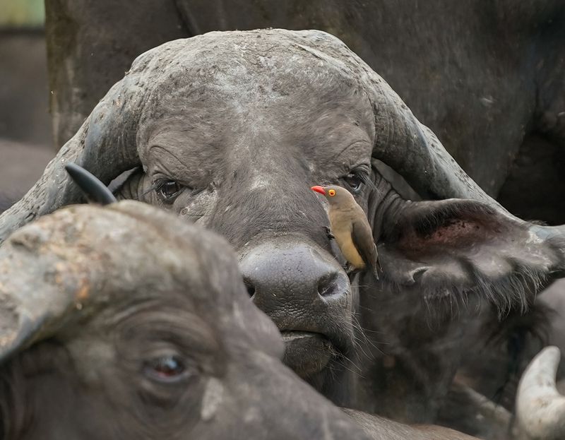 Rooibekrenostervoël / Red-billed Oxpecker
