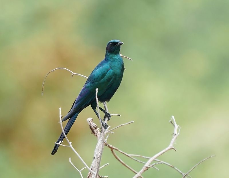 Grootglansspreeu / Burchells Starling