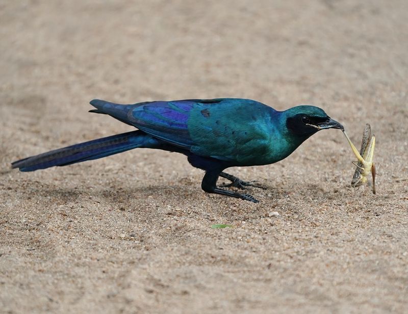 Grootglansspreeu / Burchells Starling