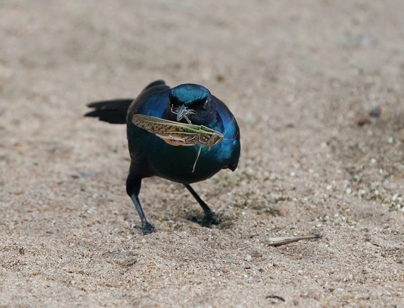Grootglansspreeu / Burchells Starling