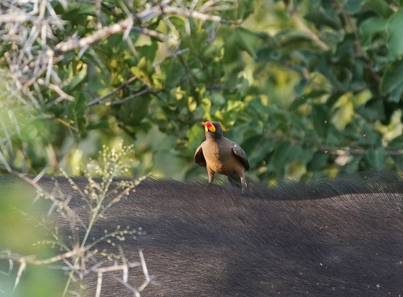 Geelbekrenostervoël / Yellow-billed Oxpecker