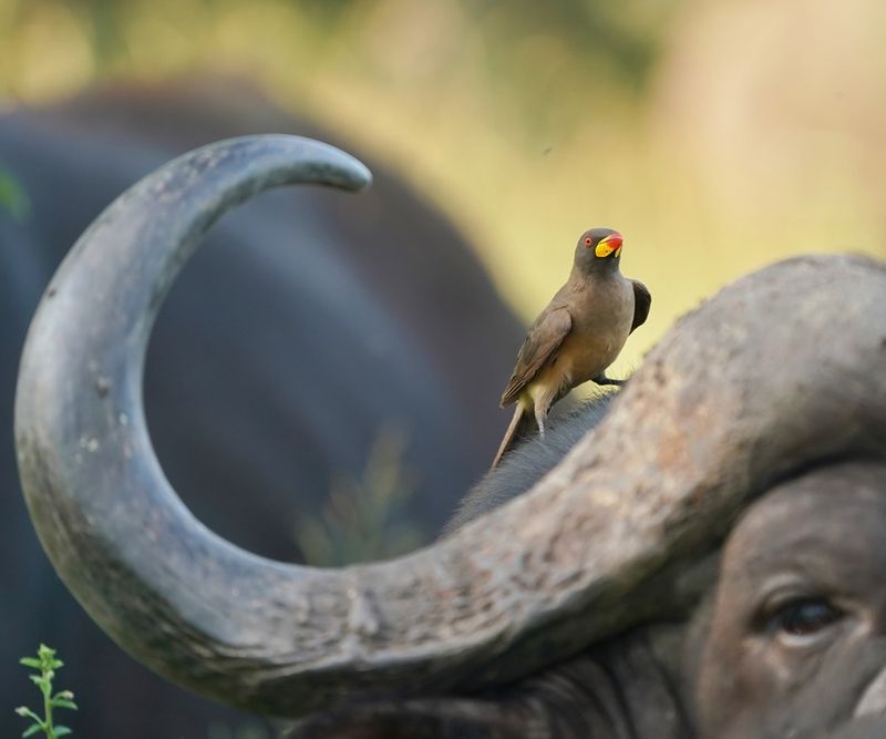Geelbekrenostervoël / Yellow-billed Oxpecker