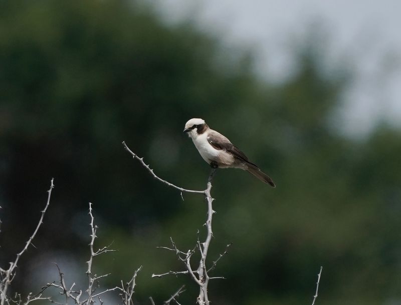 Kremetartlaksman / Southern White-crowned Shrike