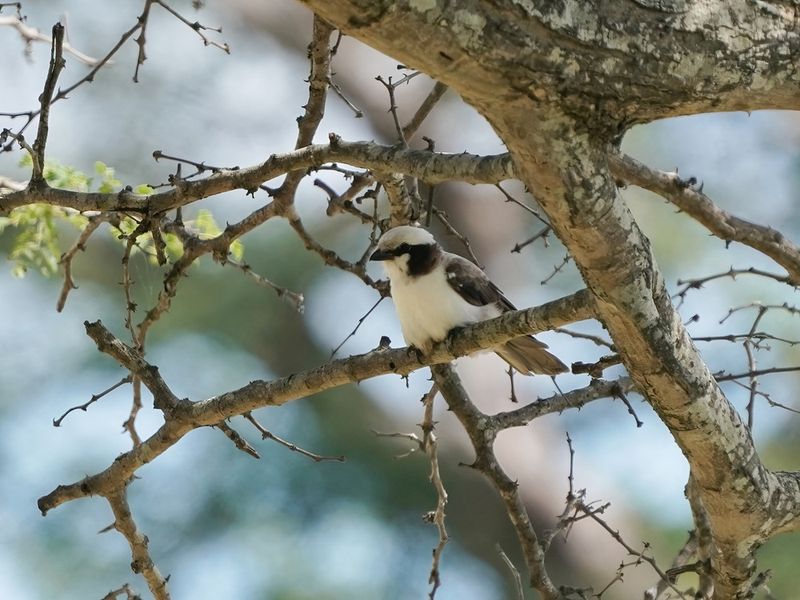 Kremetartlaksman / Southern White-crowned Shrike