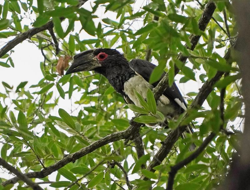 Gewone Boskraai / Trumpet Hornbill