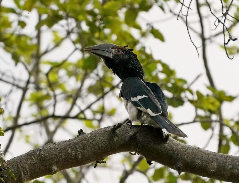 Gewone Boskraai / Trumpet Hornbill
