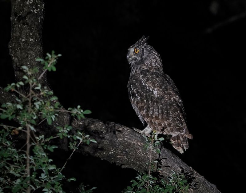 Gevlekte Ooruil / Spotted Eagle-owl