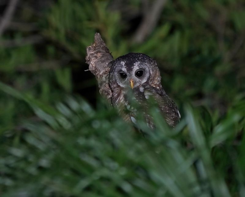 Bosuil / African Wood Owl