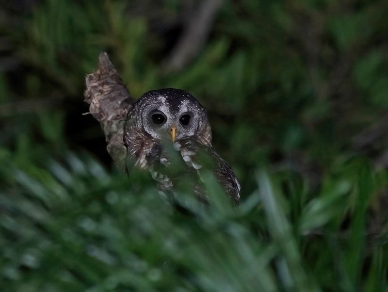 Bosuil / African Wood Owl