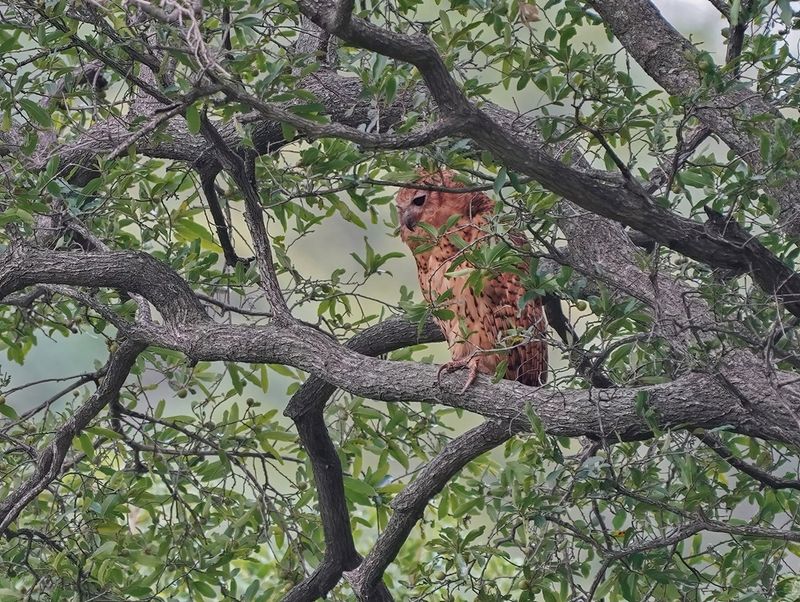 Visuil / Pels Fishing Owl